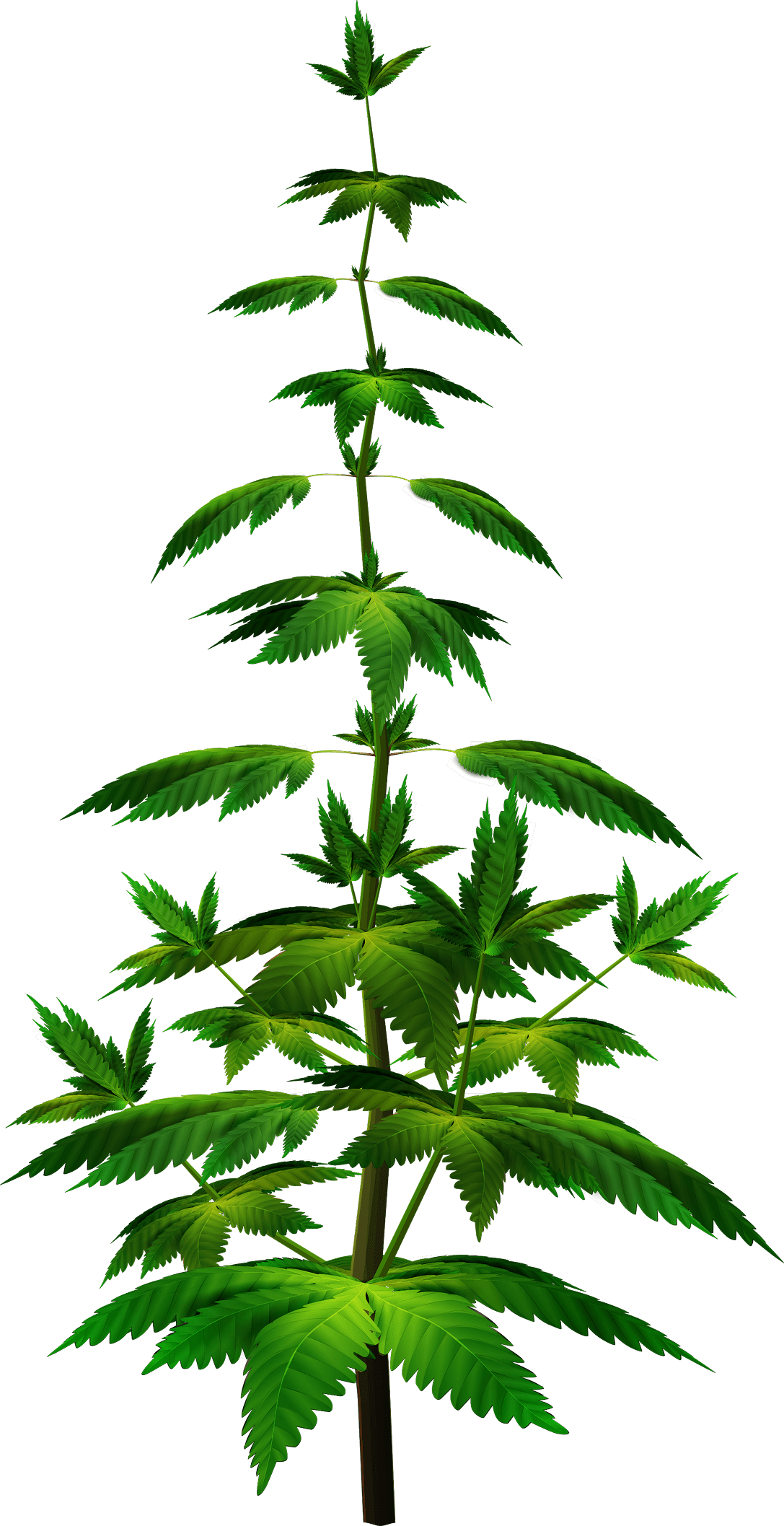 Cannabis Plant